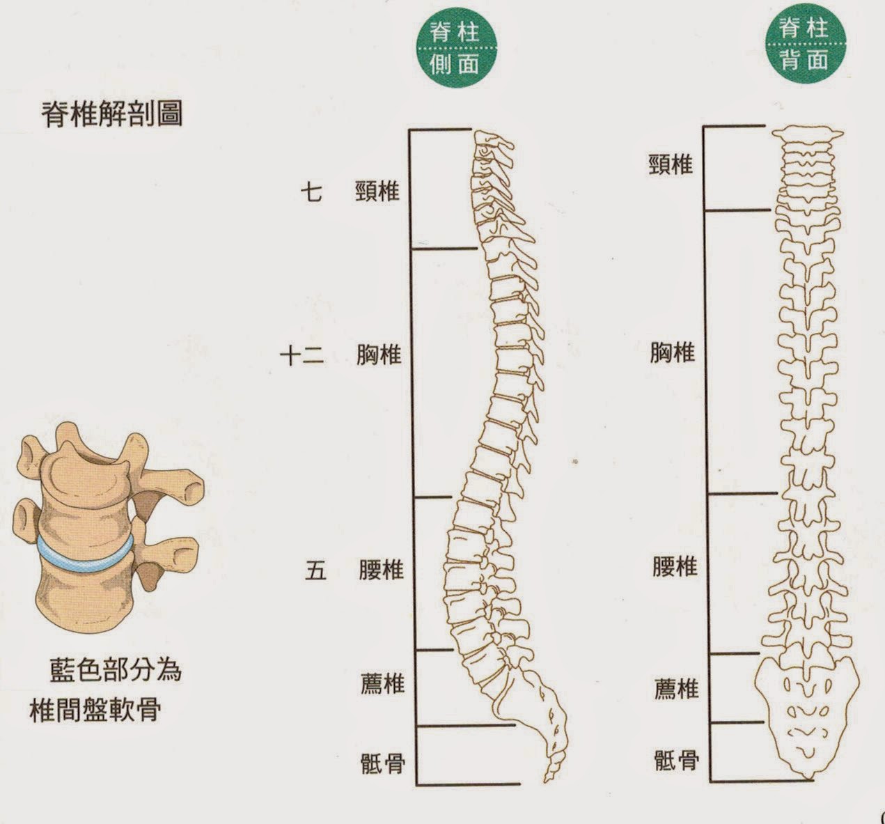 Spinal Cord Spinal Cord
